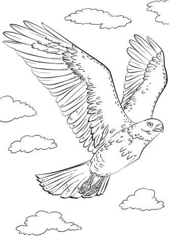 Red Tailed Hawk In Flyght Coloring Page